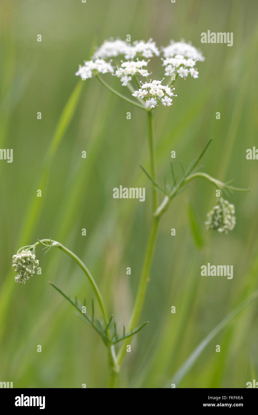 Pignut (Conopodium majus). Umbel of white flowers of plant is in the carrot family, Apiaceae, growing in a British meadow Stock Photo