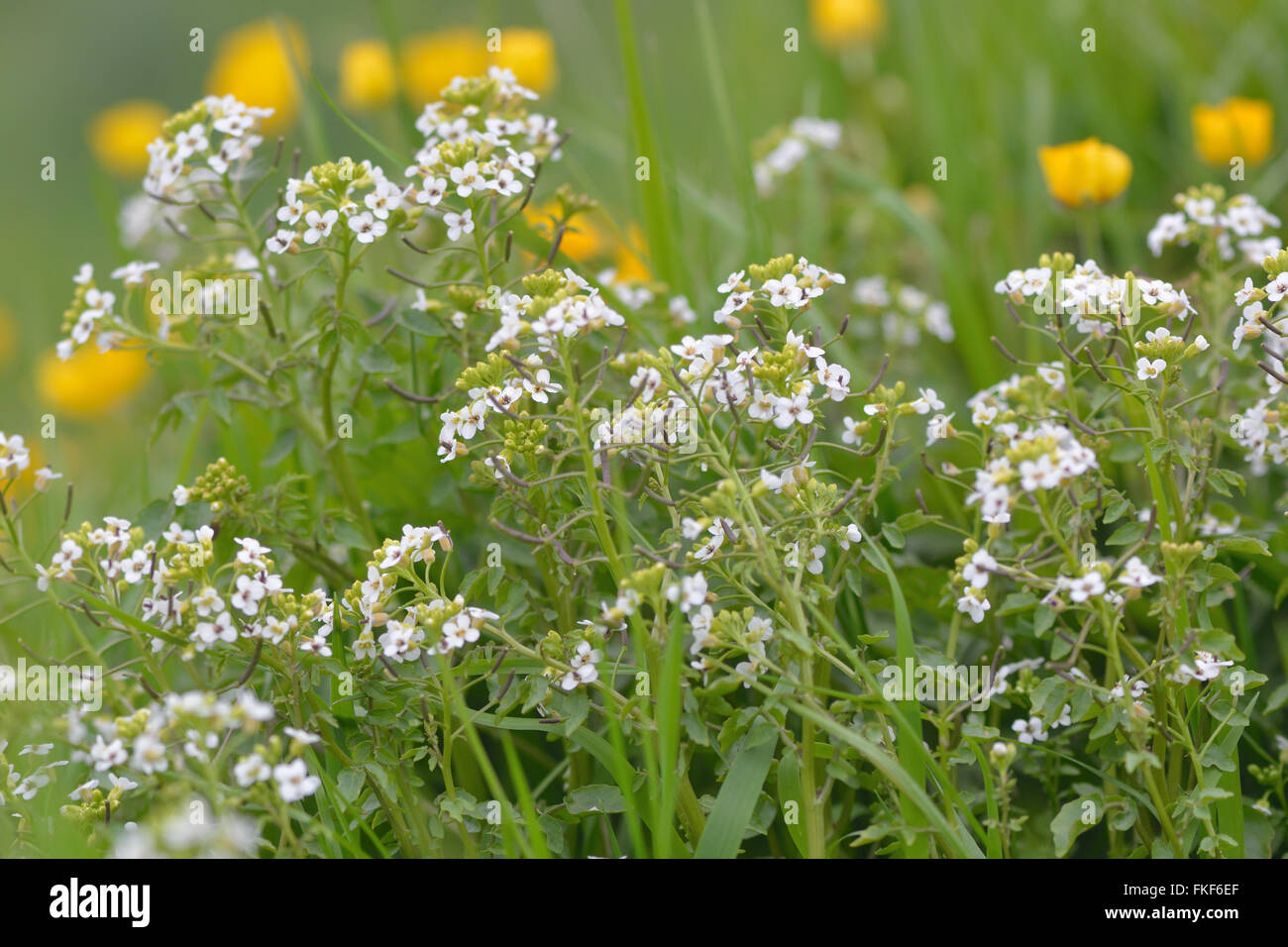 Watercress (Nasturtium officinale). Wild vegetable in the cabbage and mustard family (Brassicaceae), with white flowers Stock Photo