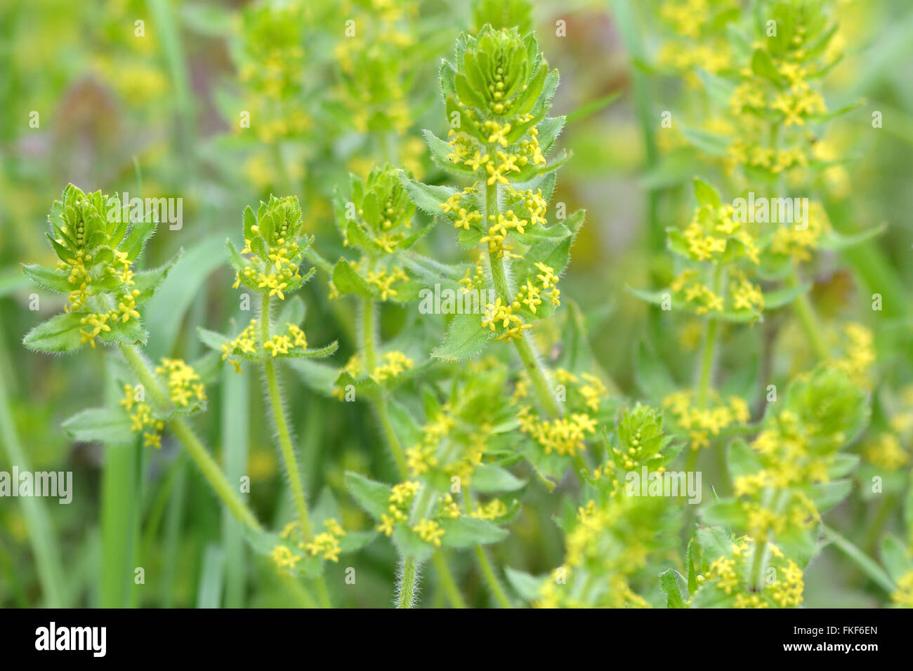 Crosswort (Galium cruciata). A low growing, yellow flowered bedstraw growing amongst on the edge of grazing land in the UK Stock Photo