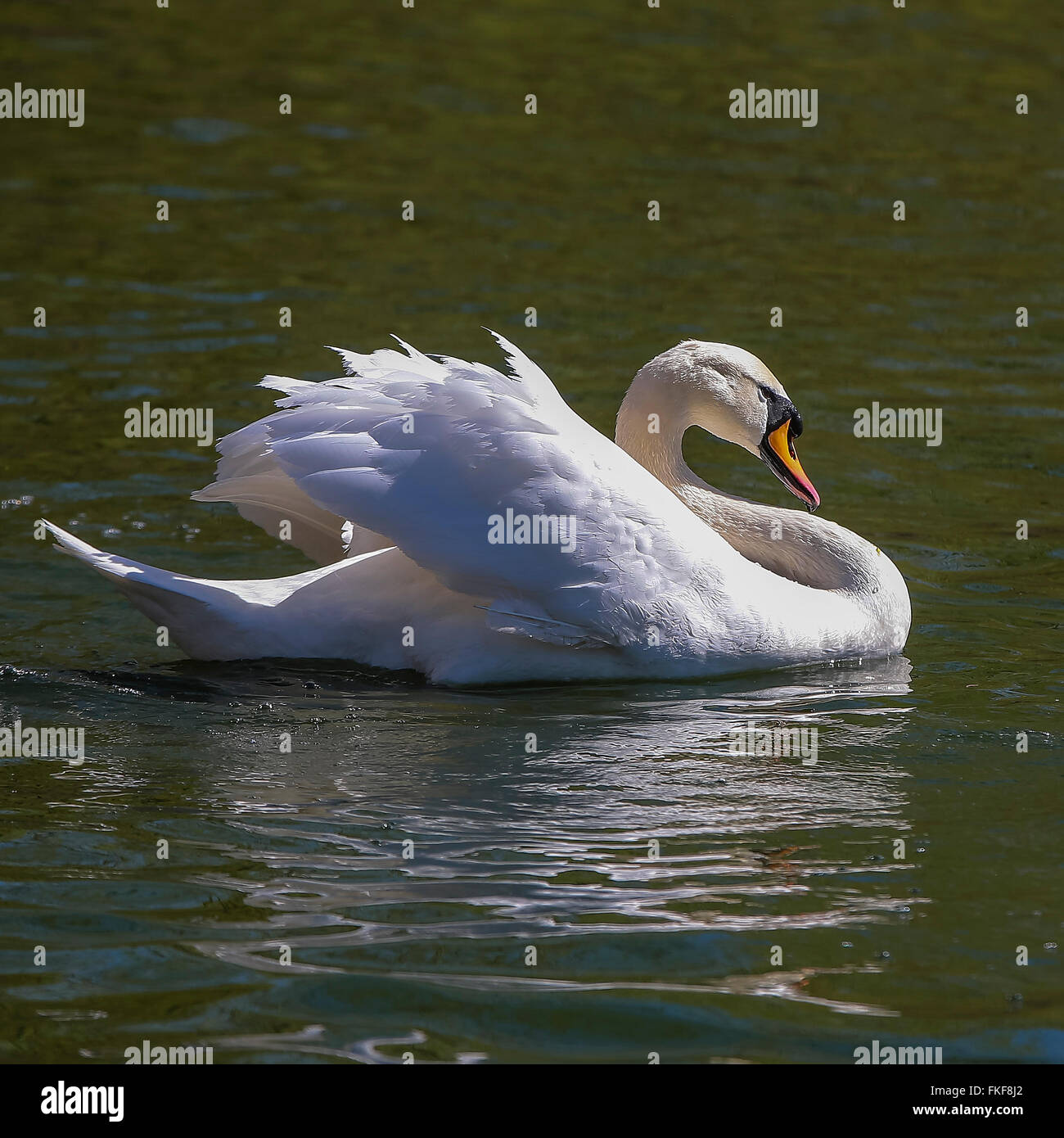 Whooper swan (Cygnus cygnus) Stock Photo