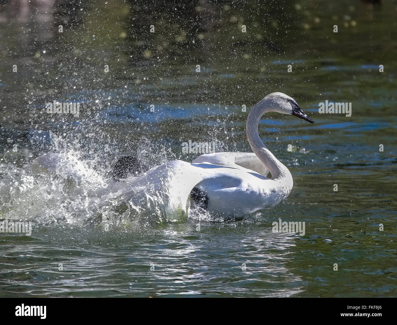 White swan floats in blue water of lake Stock Photo