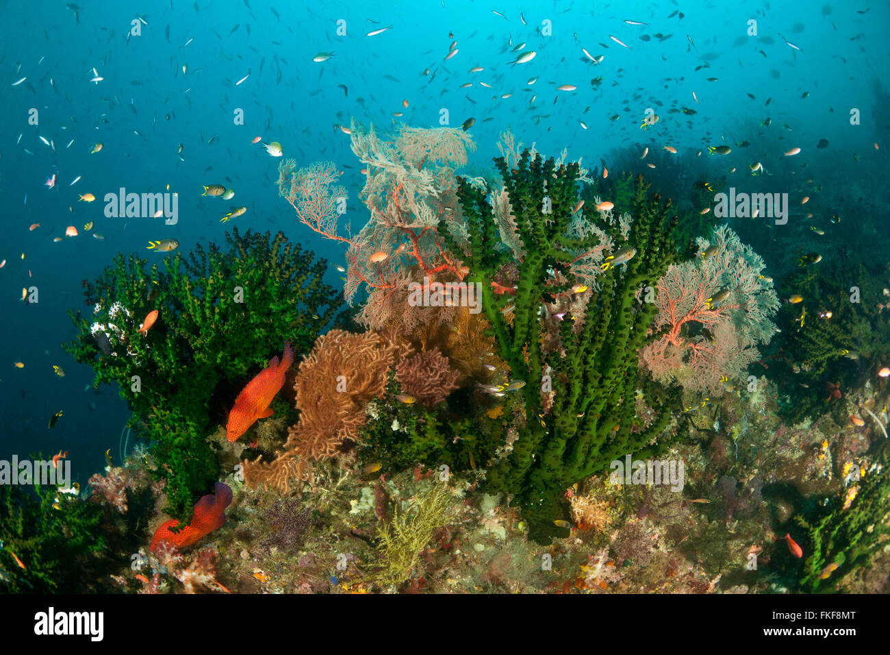 Gorgonian fan and black sun coral (Tubastrea micrantha) green tubastrea in coral reefs. Stock Photo