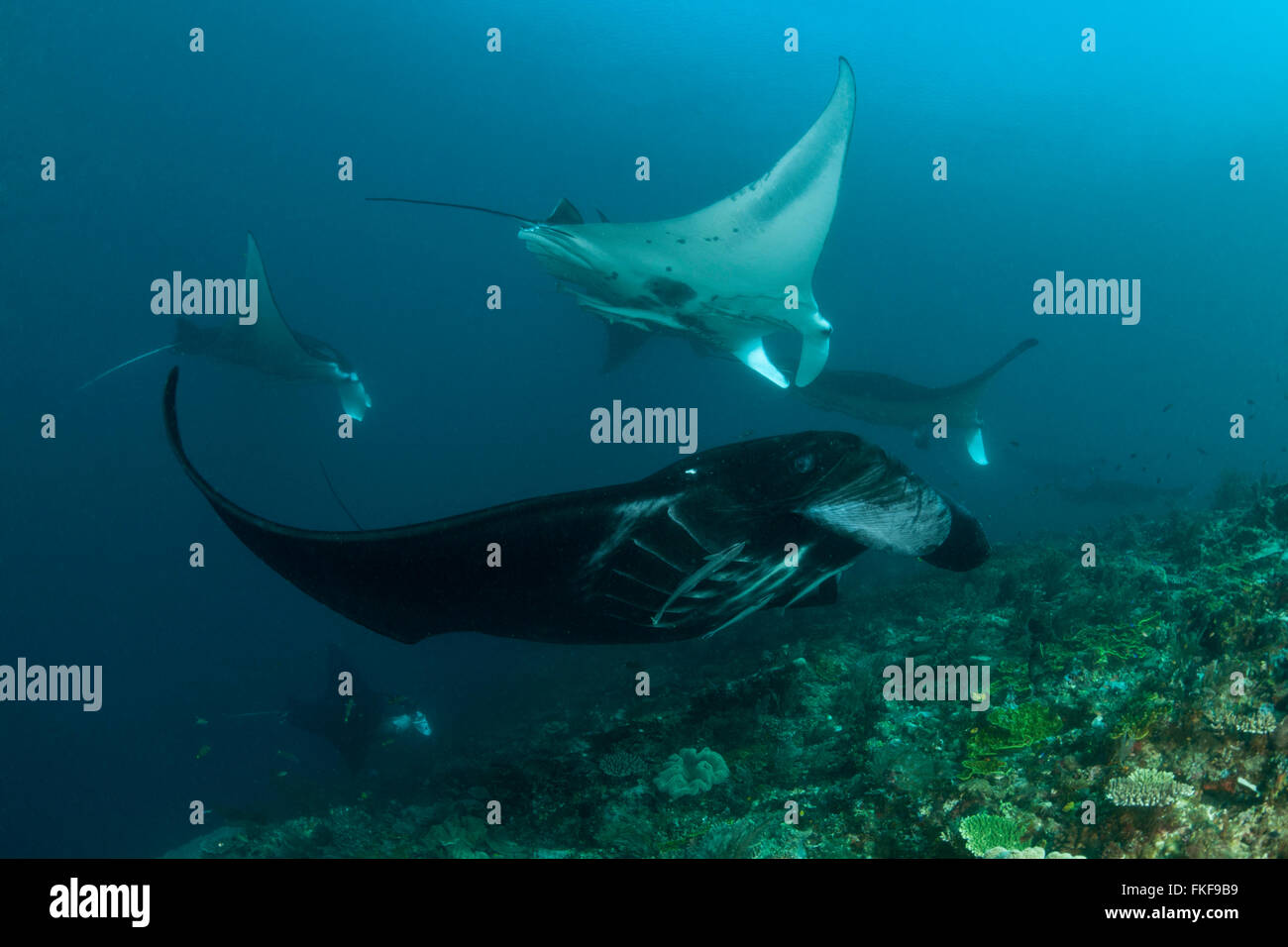 Many manta rays (Manta birostris) getting cleaned by wrasses in a cleaning station. Stock Photo