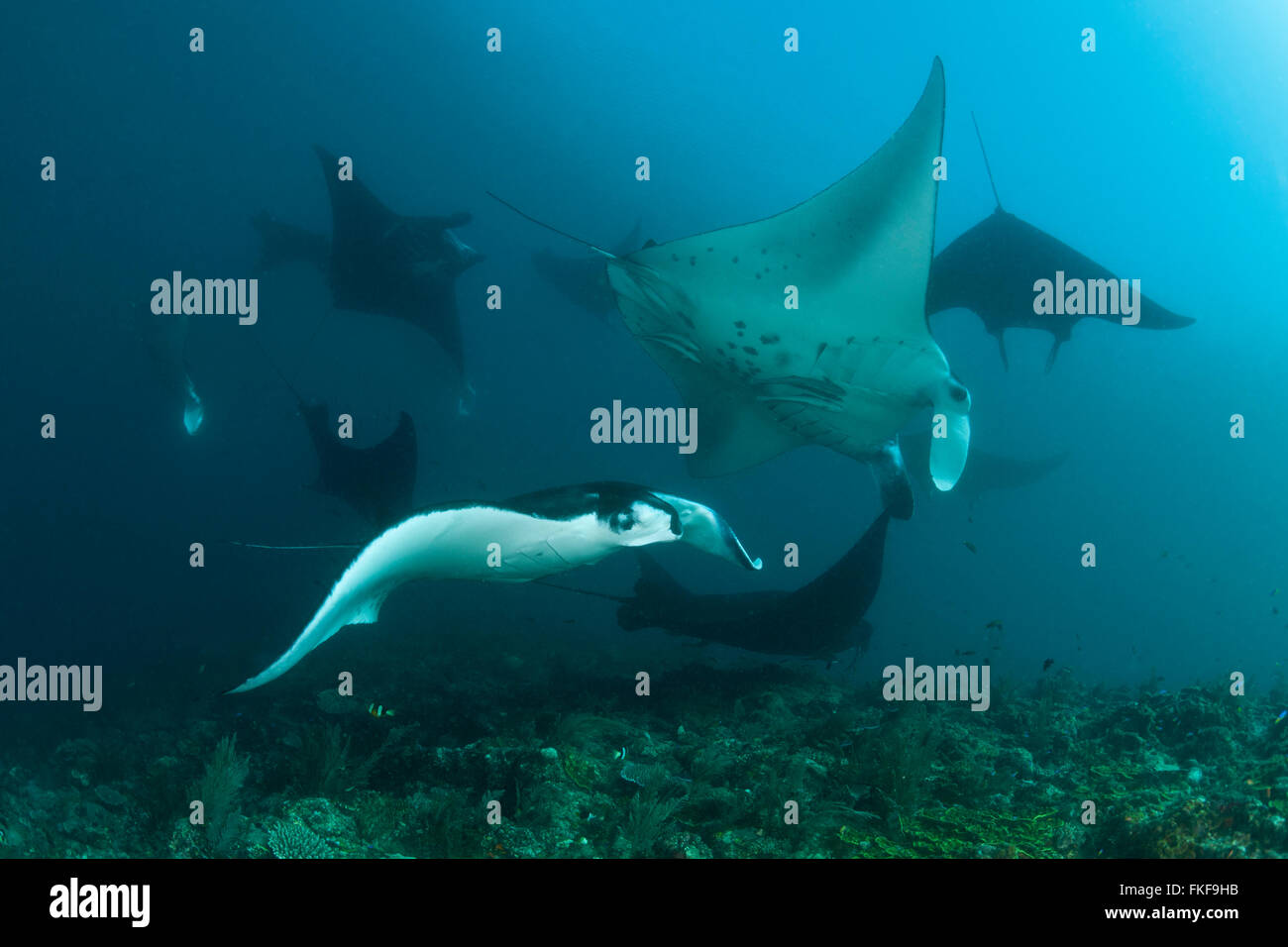 Many manta rays (Manta birostris) getting cleaned by wrasses in a cleaning station. Stock Photo
