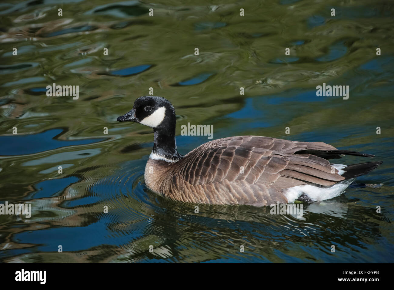 European shore birds hi-res stock photography and images - Page 5 - Alamy