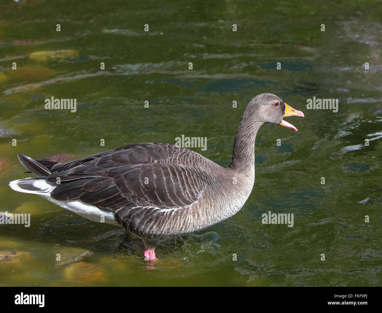 Close-up of Grey geese (Anser anser) floating on water Stock Photo