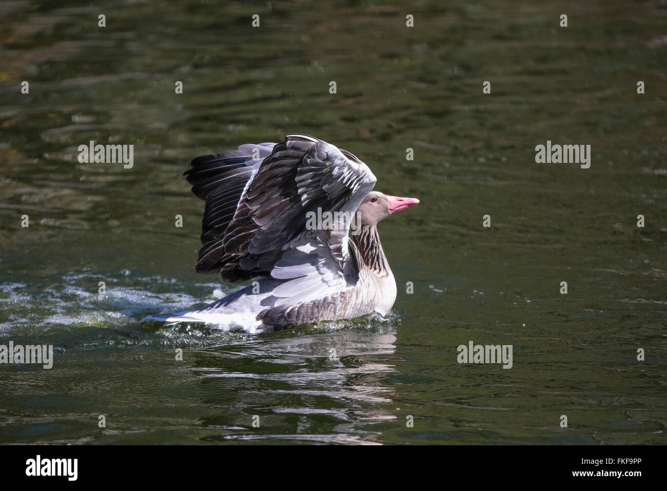 Close-up of Grey geese (Anser anser) floating on water Stock Photo