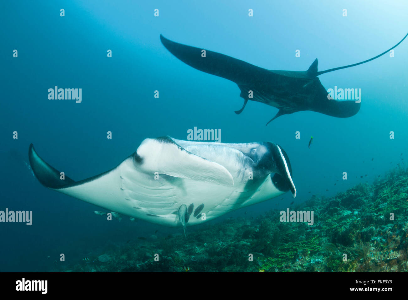 Group of manta rays hires stock photography and images Alamy