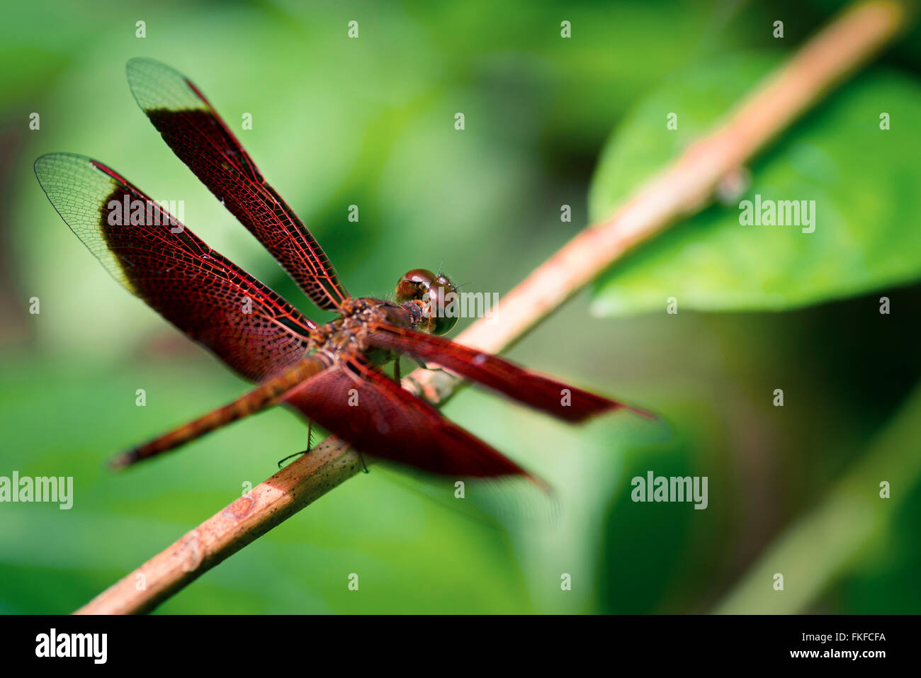 Red Dragon fly on a branch and yellow background Stock Photo - Alamy