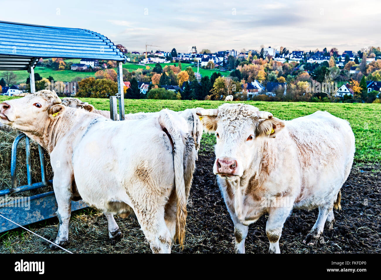 Cows outdoor, munching hay: Kuehe auf der Weide, Heu fressend Stock Photo