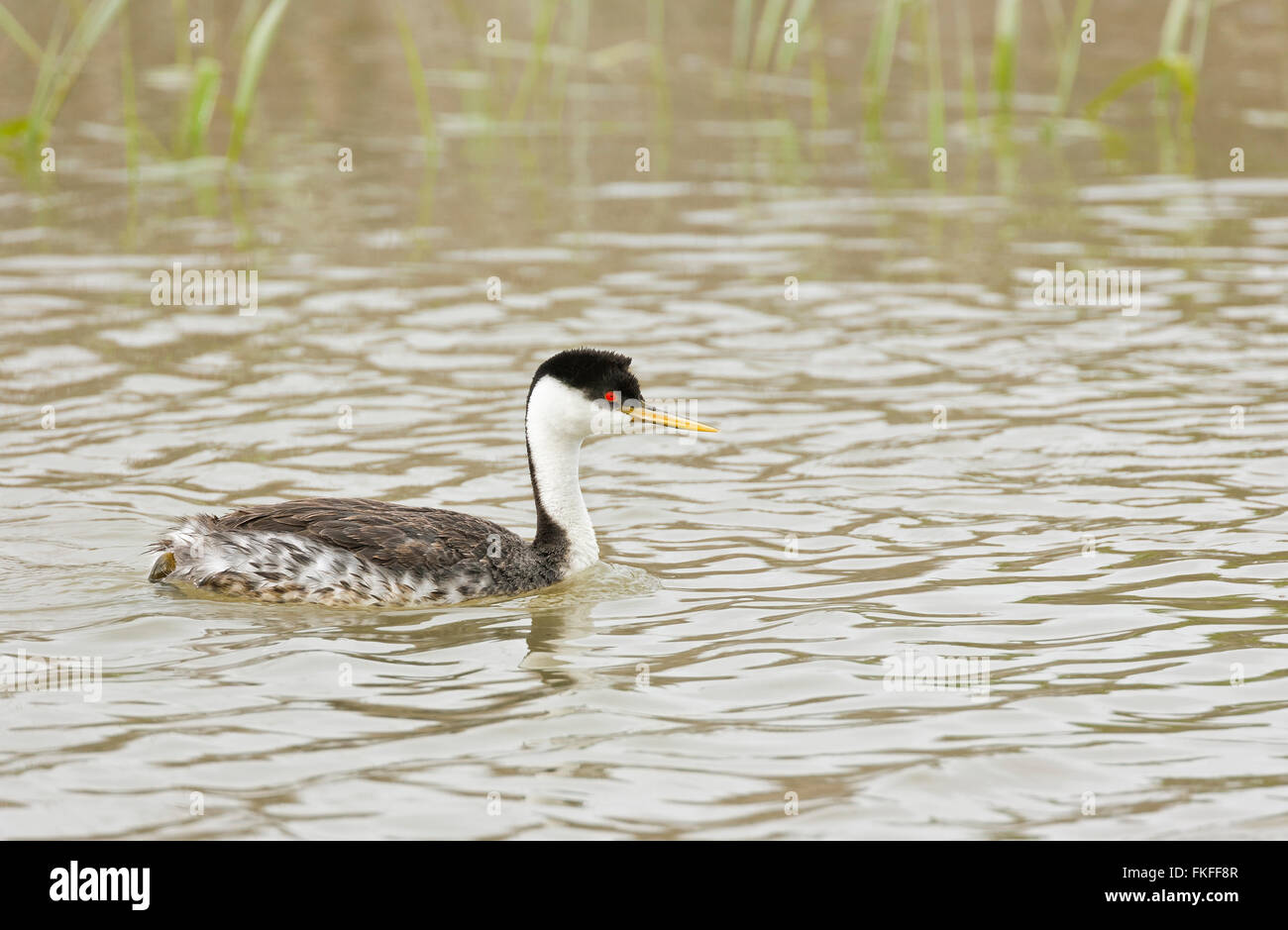 Western Grebe swimming in a pond at Bear River Migratory Bird Refuge