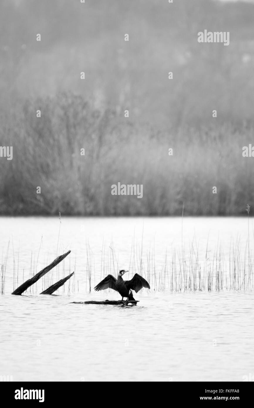Great black cormorant bird spreading wings on a tree brank in water lake Stock Photo