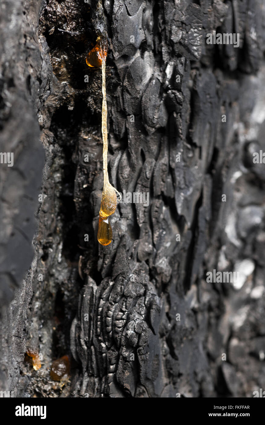 Sap dripping from a Ponderosa pine tree burnt in the 2015 Grizzly Complex Fire in Northeast Oregon. Stock Photo