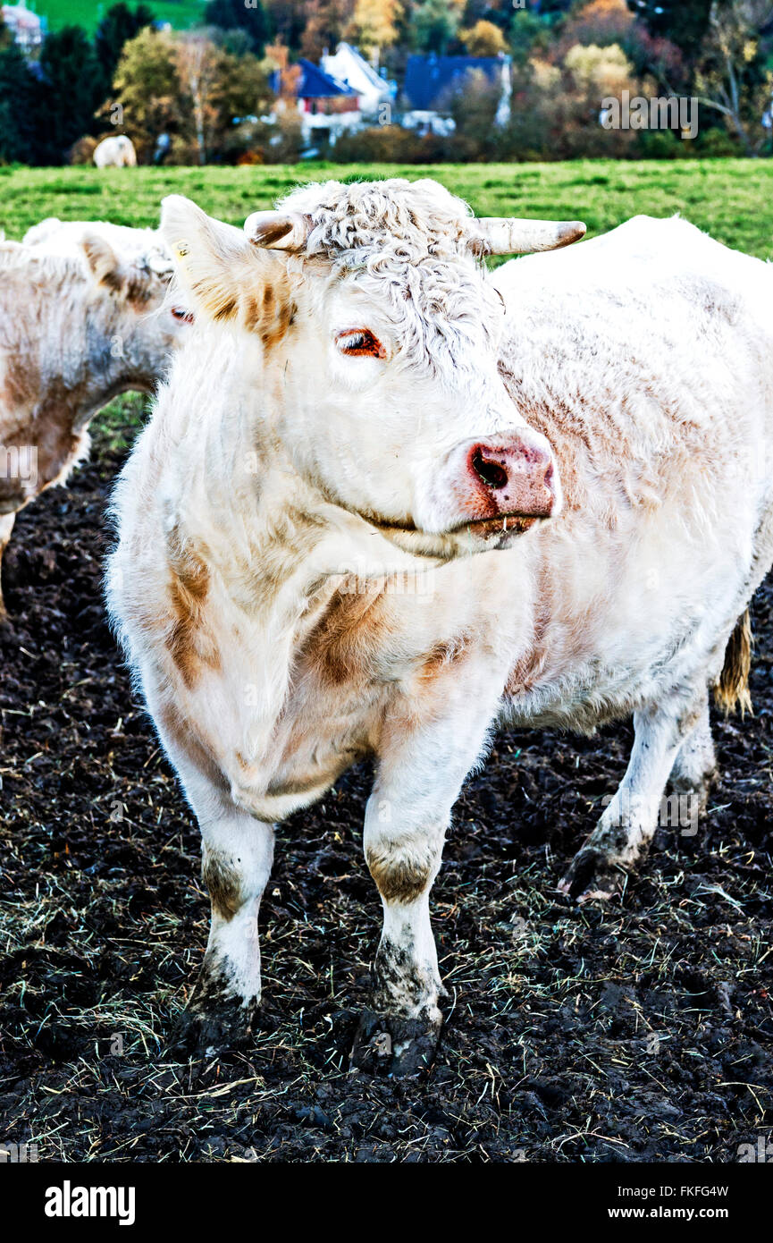 Cows outdoor, munching hay: Kuehe auf der Weide, Heu fressend Stock Photo