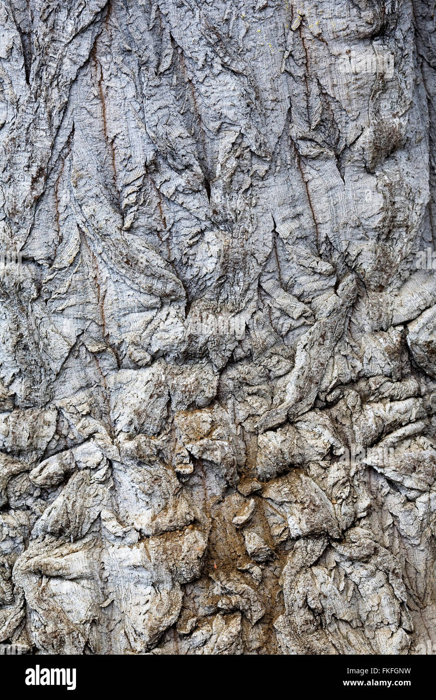 Beaucarnea gracilis bark. Stock Photo