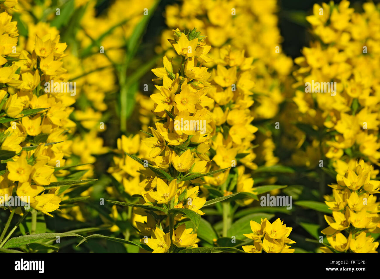 Garden yellow loosestrife. Beautiful yellow flowers closeup Stock Photo
