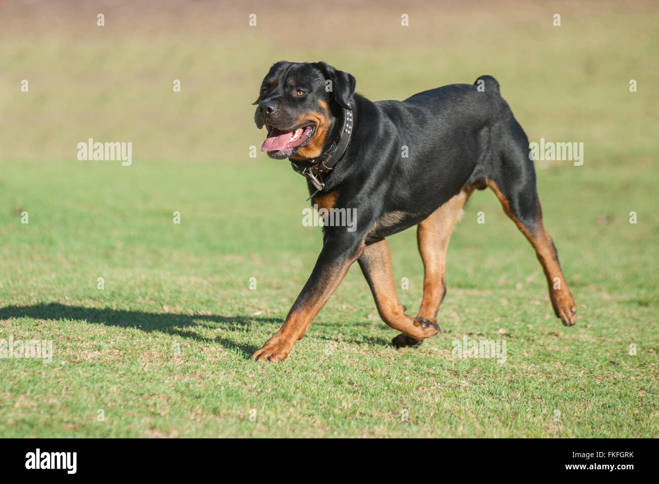 Rotweiller walking at the park. Stock Photo