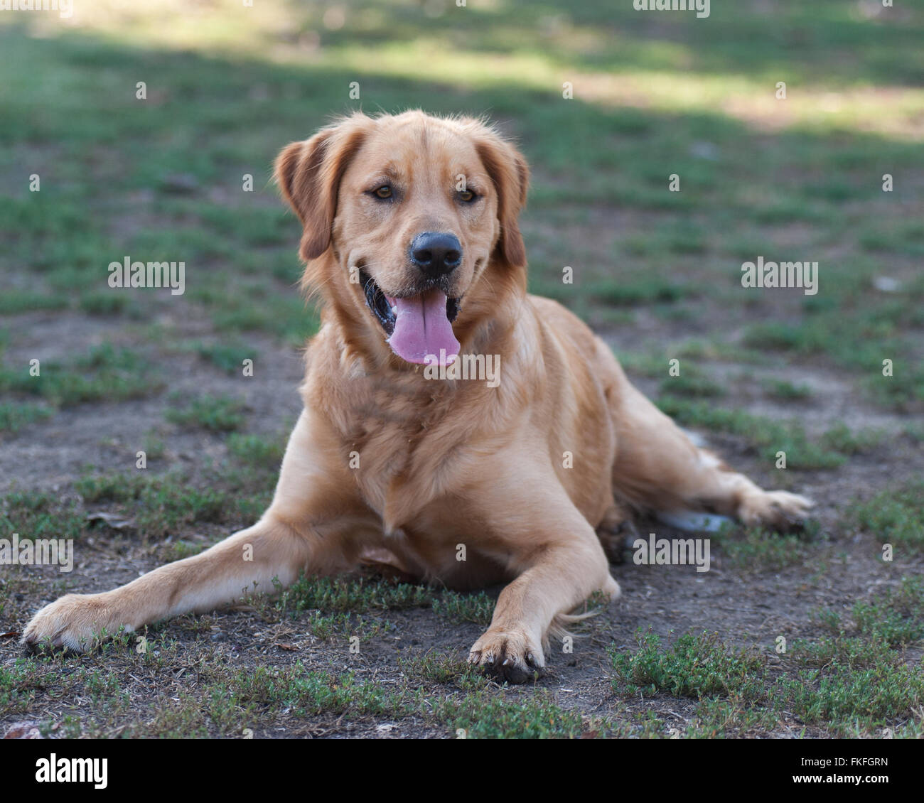 Golden retriever lying on grass hi-res stock photography and images - Alamy