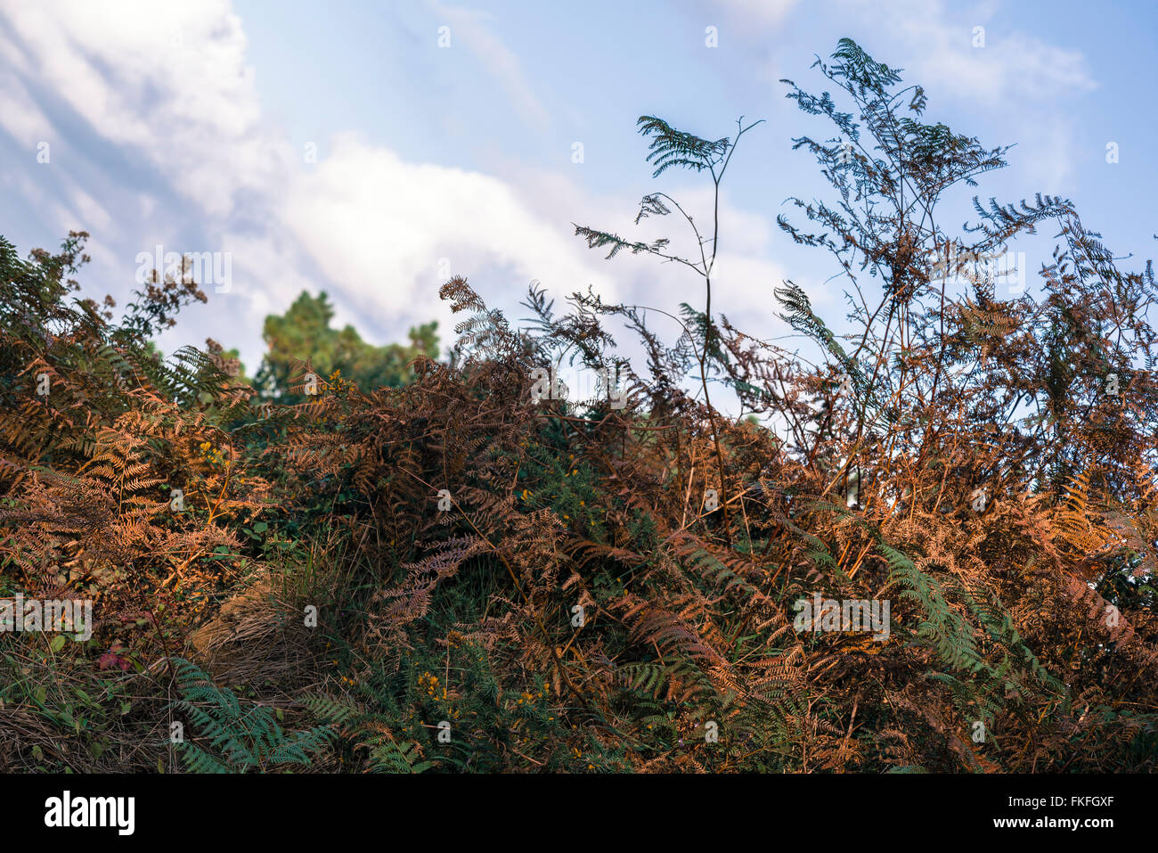 Ferns backgrounds hi-res stock photography and images - Alamy