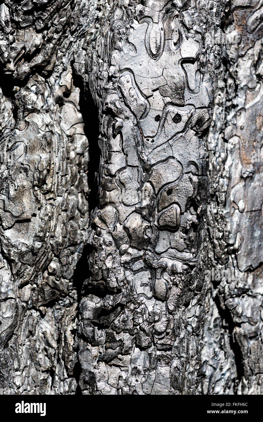 Detail of the bark of a Ponderosa pine tree burnt in the 2015 Grizzly Complex Fire in Northeast Oregon. Stock Photo