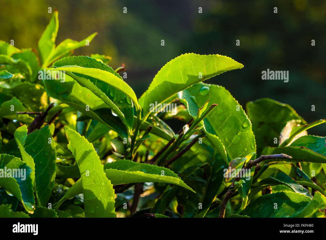 tea leaves close up in a Cameron Highlands tea leaf plantation back lit by morning sun Stock Photo