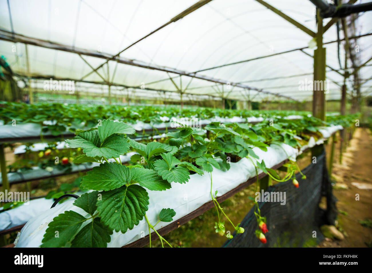Strawberry farm in Cameron Highlands low angle side Stock Photo Alamy