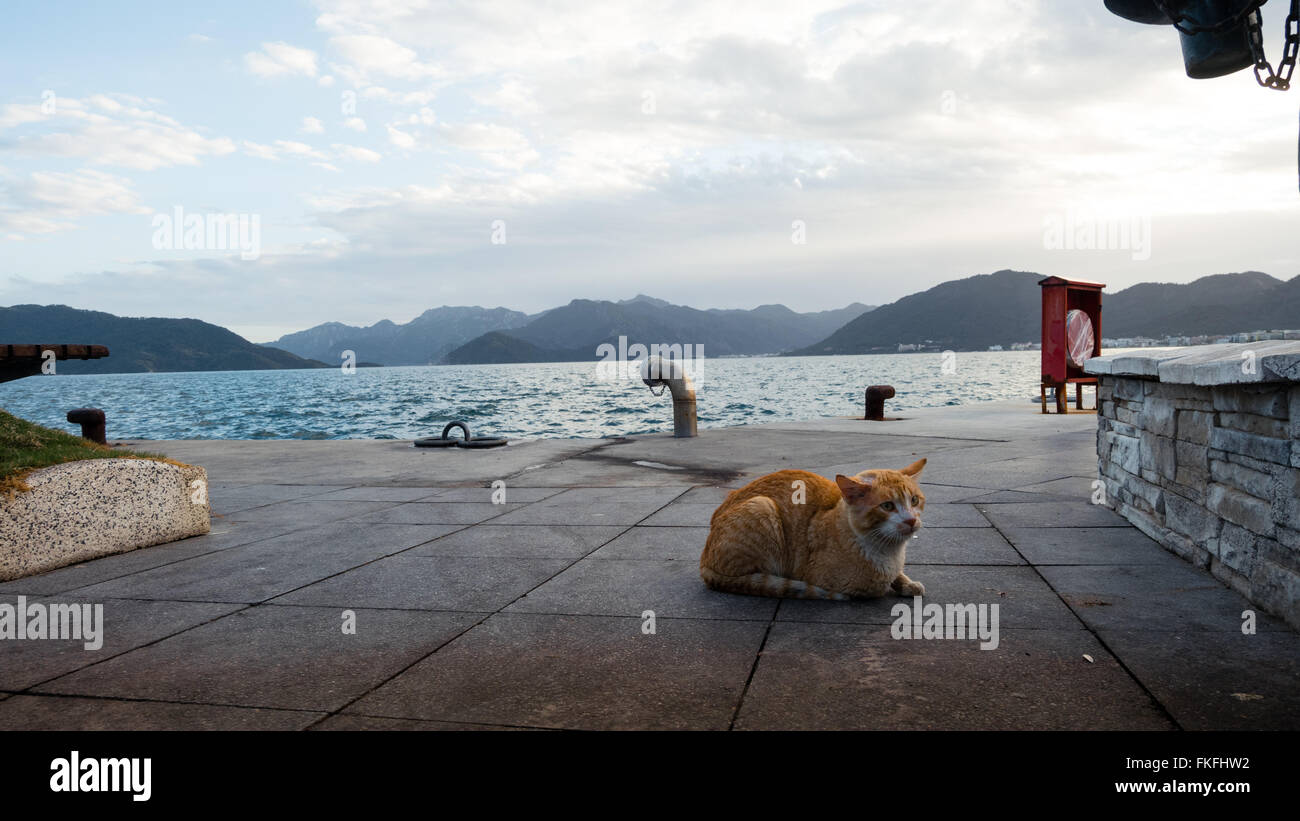 Lonely cat on the beach Stock Photo