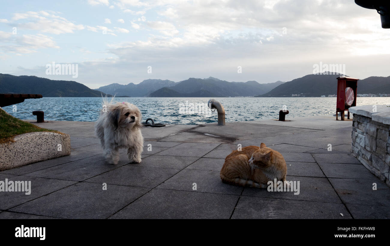 Cat and dog at the beach Stock Photo