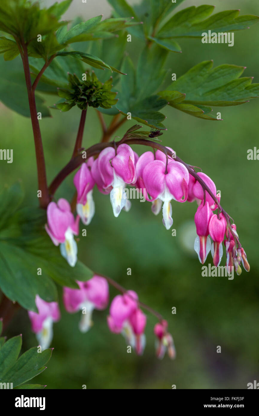 Dicentra spectabilis Lamprocapnos spectabilis Bleeding Heart Stock Photo