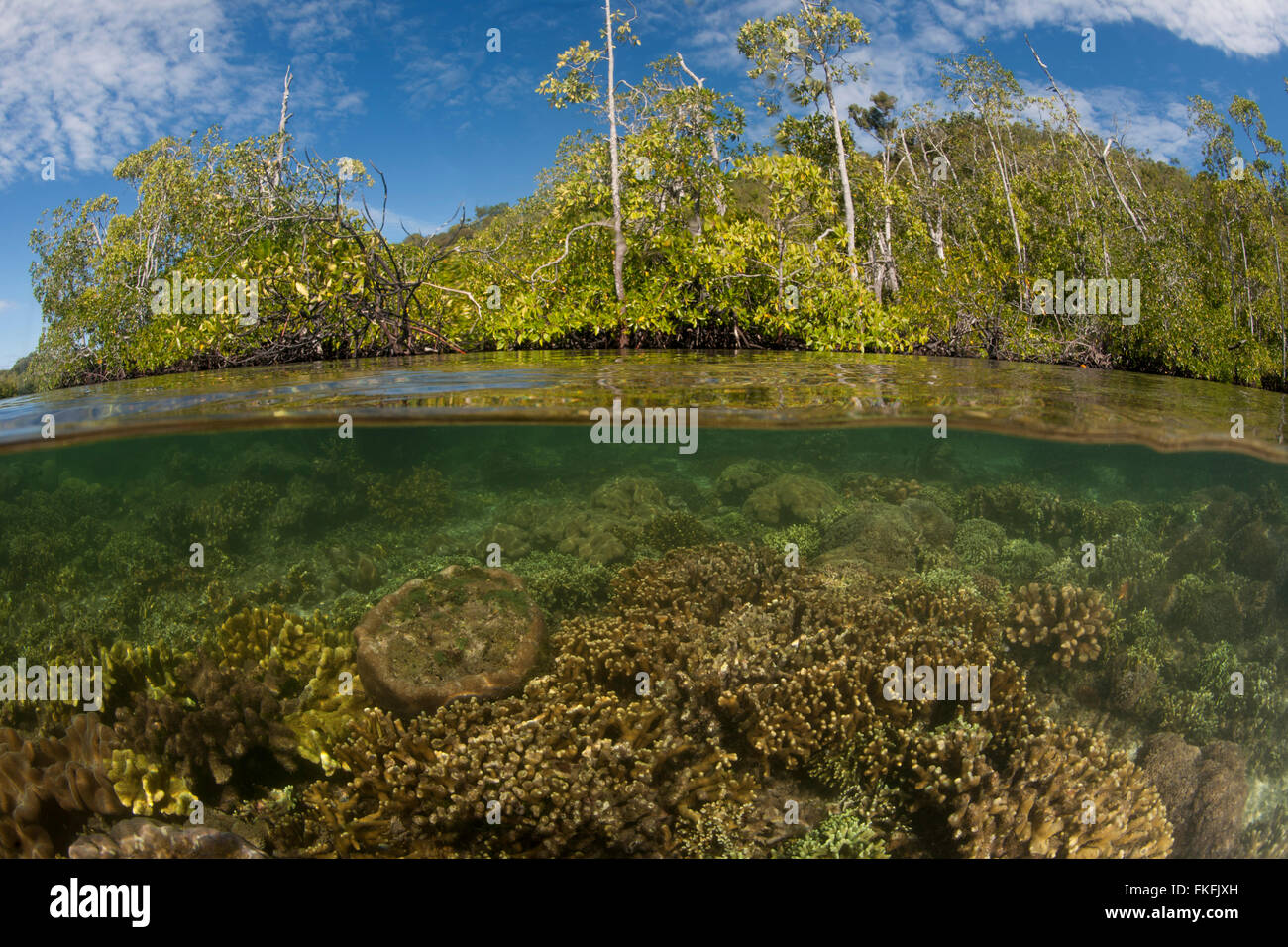 Split level of a shallow coral reef and mangroves. North Raja Ampat, West Papua, Indonesia Stock Photo