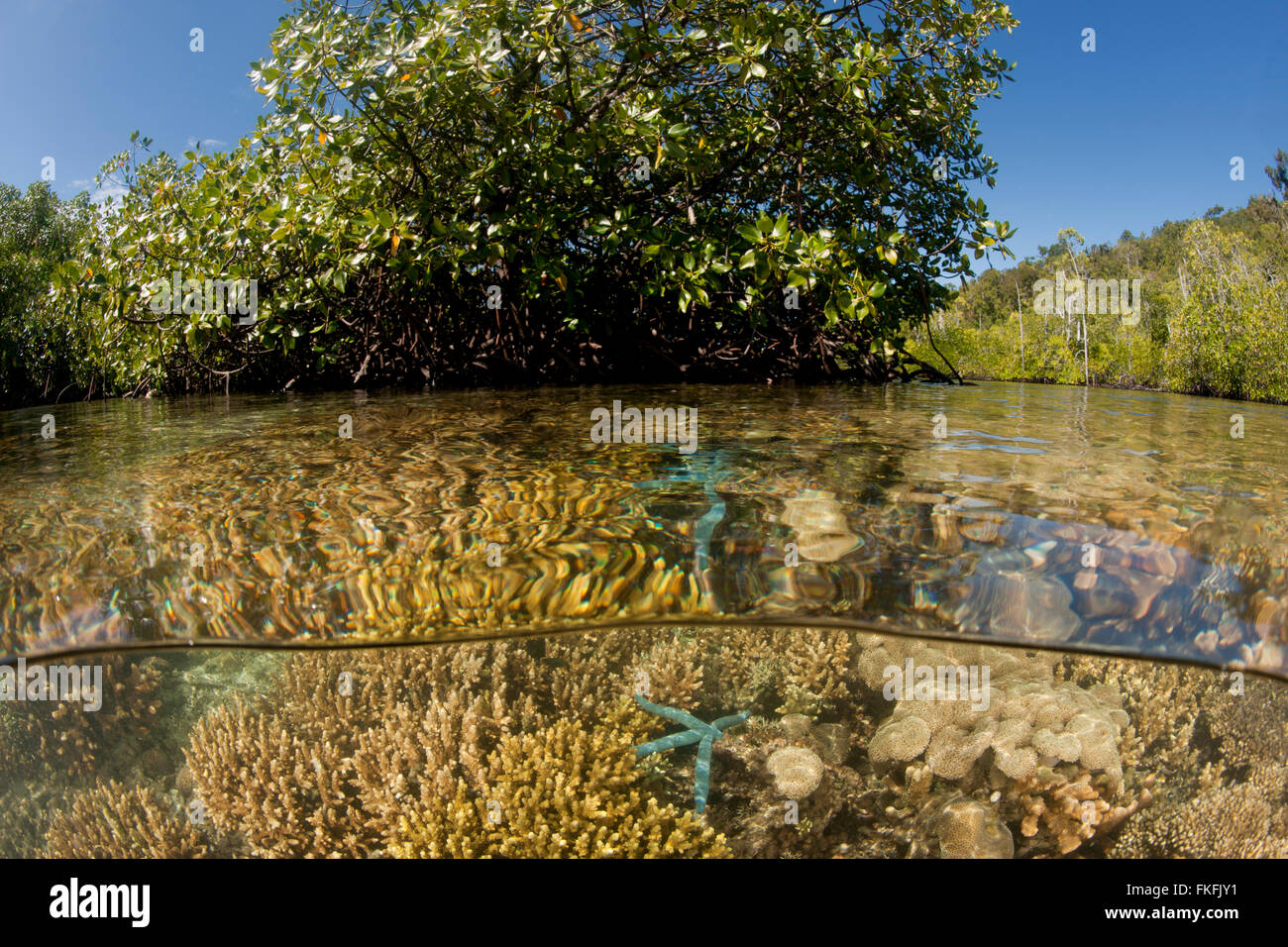 Split level of a shallow coral reef and mangroves. North Raja Ampat, West Papua, Indonesia Stock Photo
