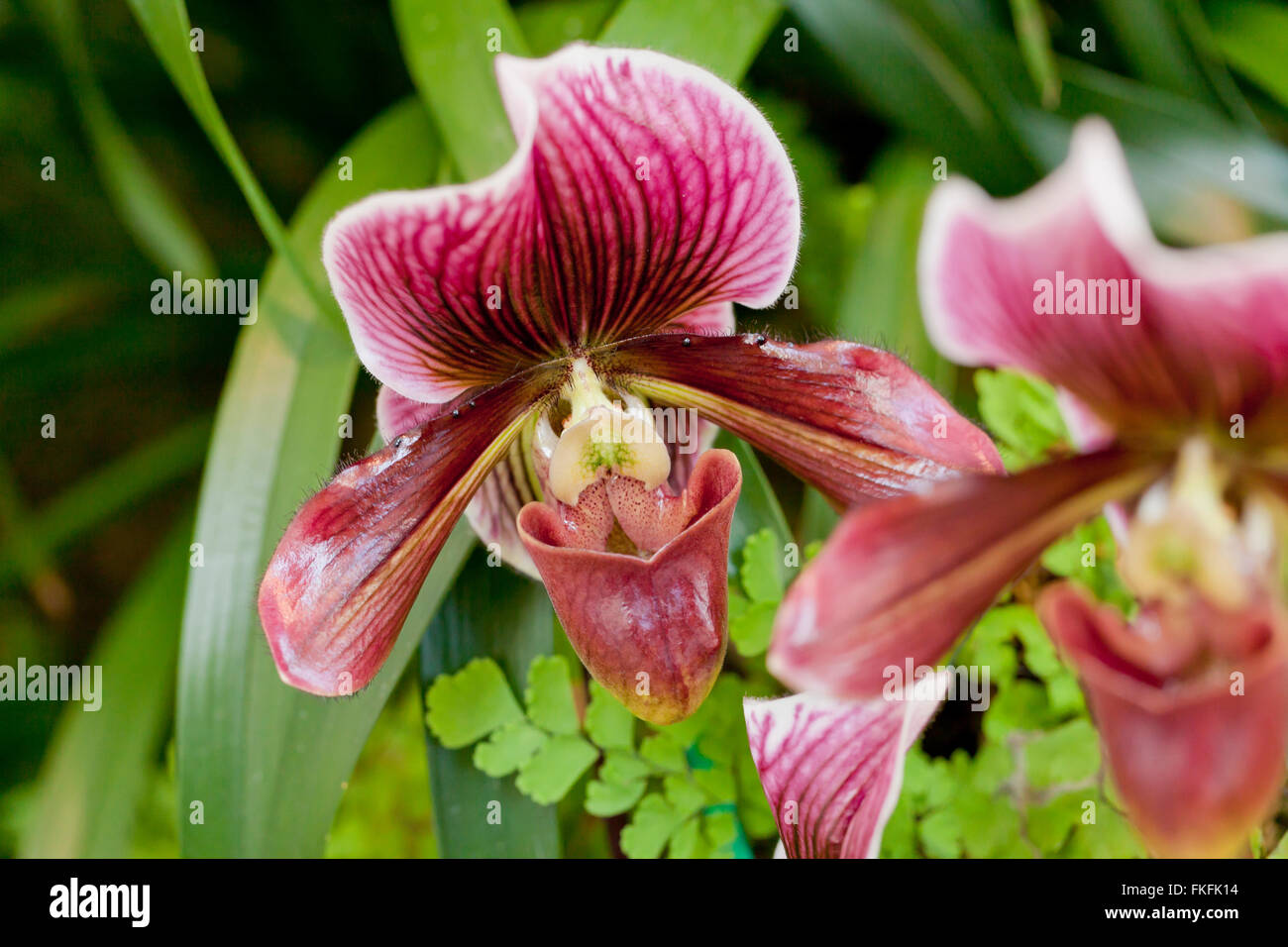 Paphiopedilum Miracle 'Victory' orchid Stock Photo