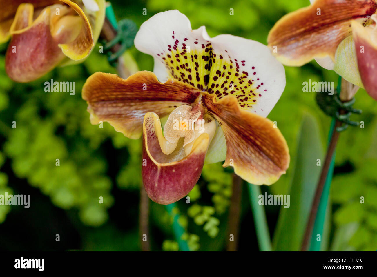 Atlas orchid (Paphiopedilum Baldet) Stock Photo