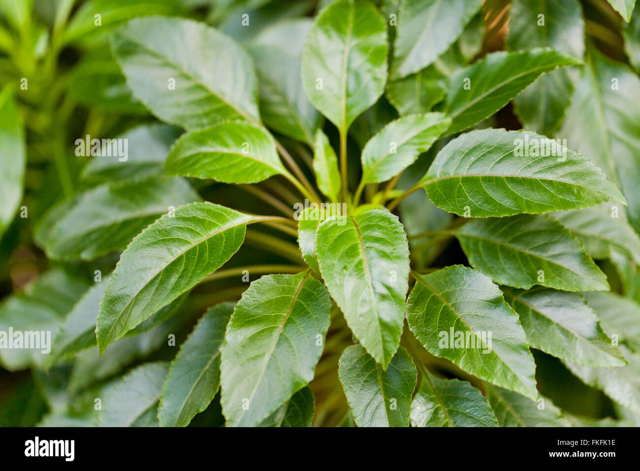 Kauai Delissea (Delissea rhytidosperma), endangered native Hawaiian plant - USA Stock Photo