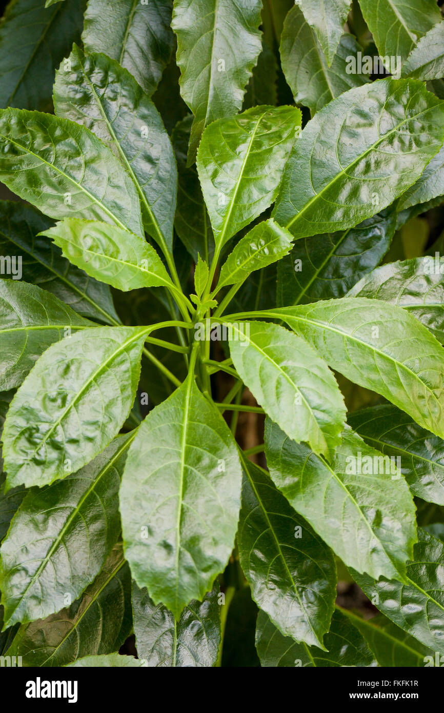 Kauai Delissea (Delissea rhytidosperma), endangered native Hawaiian plant - USA Stock Photo