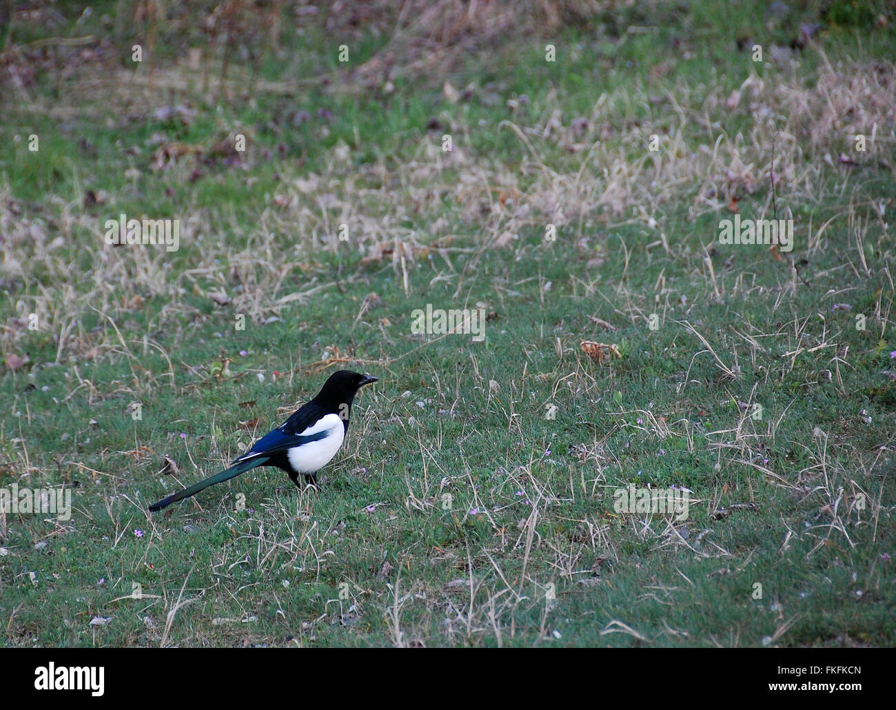 Sympathetic magpie walks in the grass relaxed without fear of ...