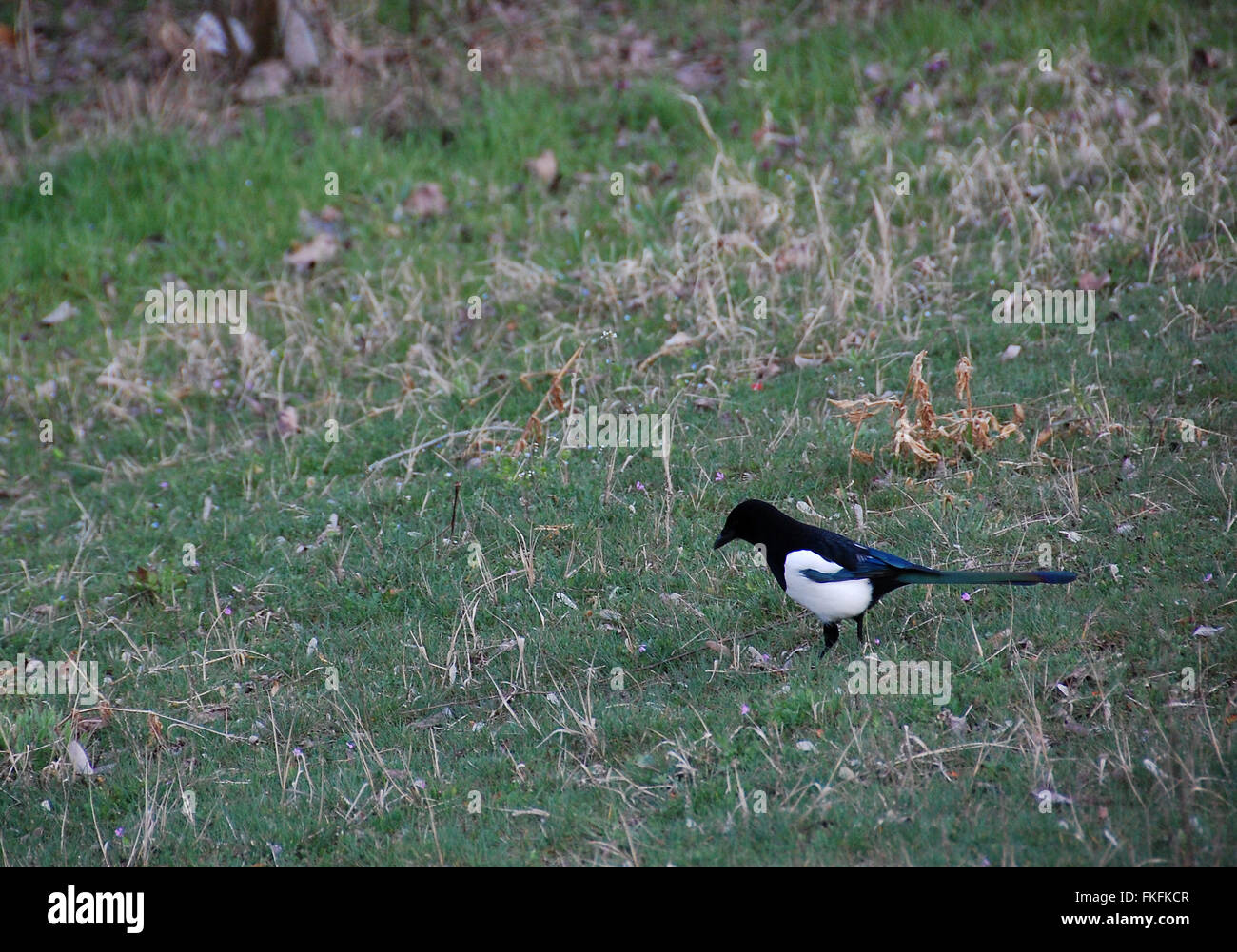 Sympathetic magpie walks in the grass relaxed without fear of ...