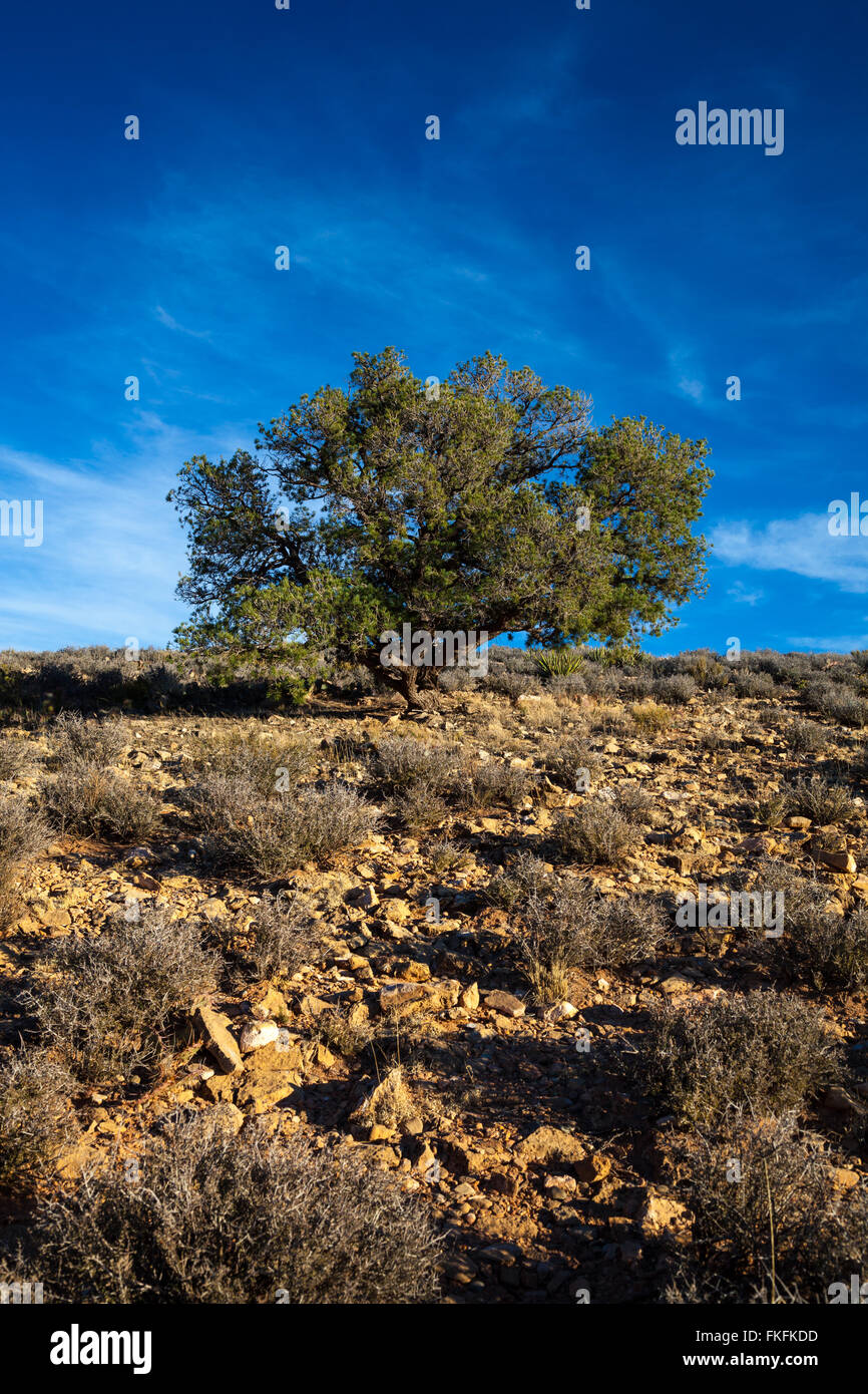 Lone oak tree surrounded by desert shrubs. Stock Photo
