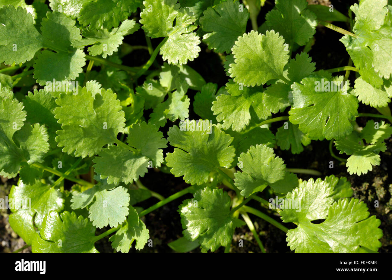 Coriander plants growing, coriandrum sativum, also known as Pak Chee