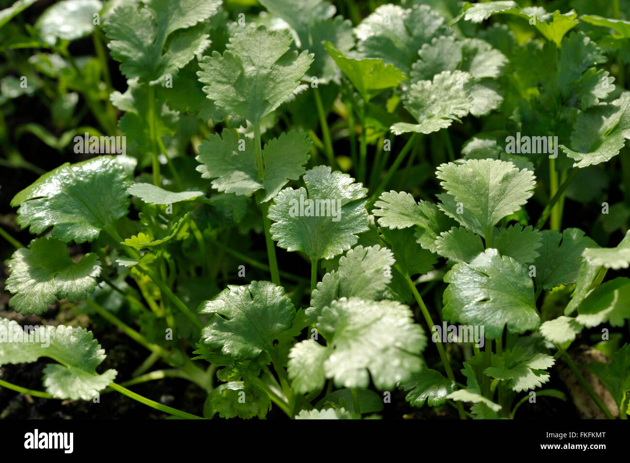 Coriander plants growing, coriandrum sativum, also known as Pak Chee