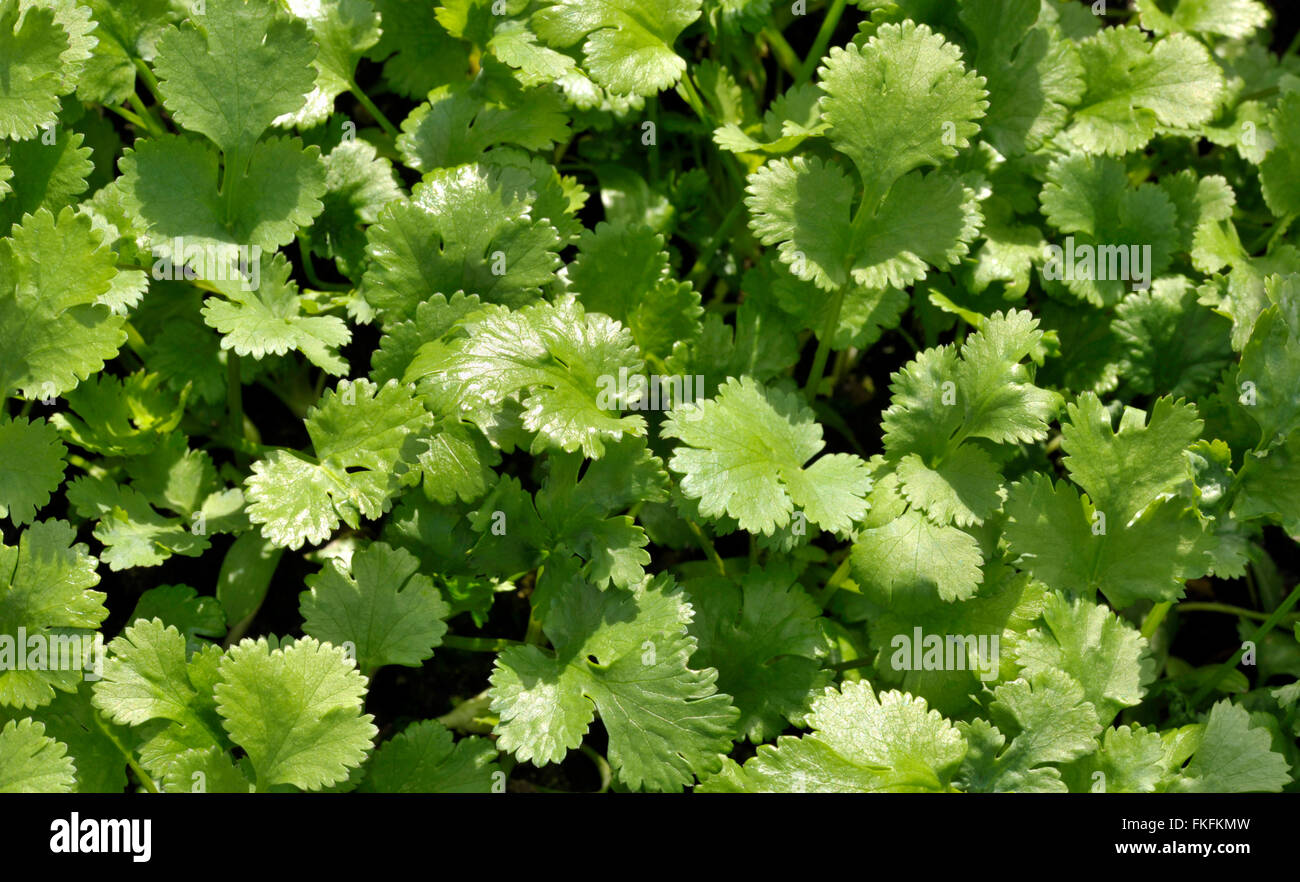 Coriander plants growing, coriandrum sativum, also known as Pak Chee, cilantro and chinese
