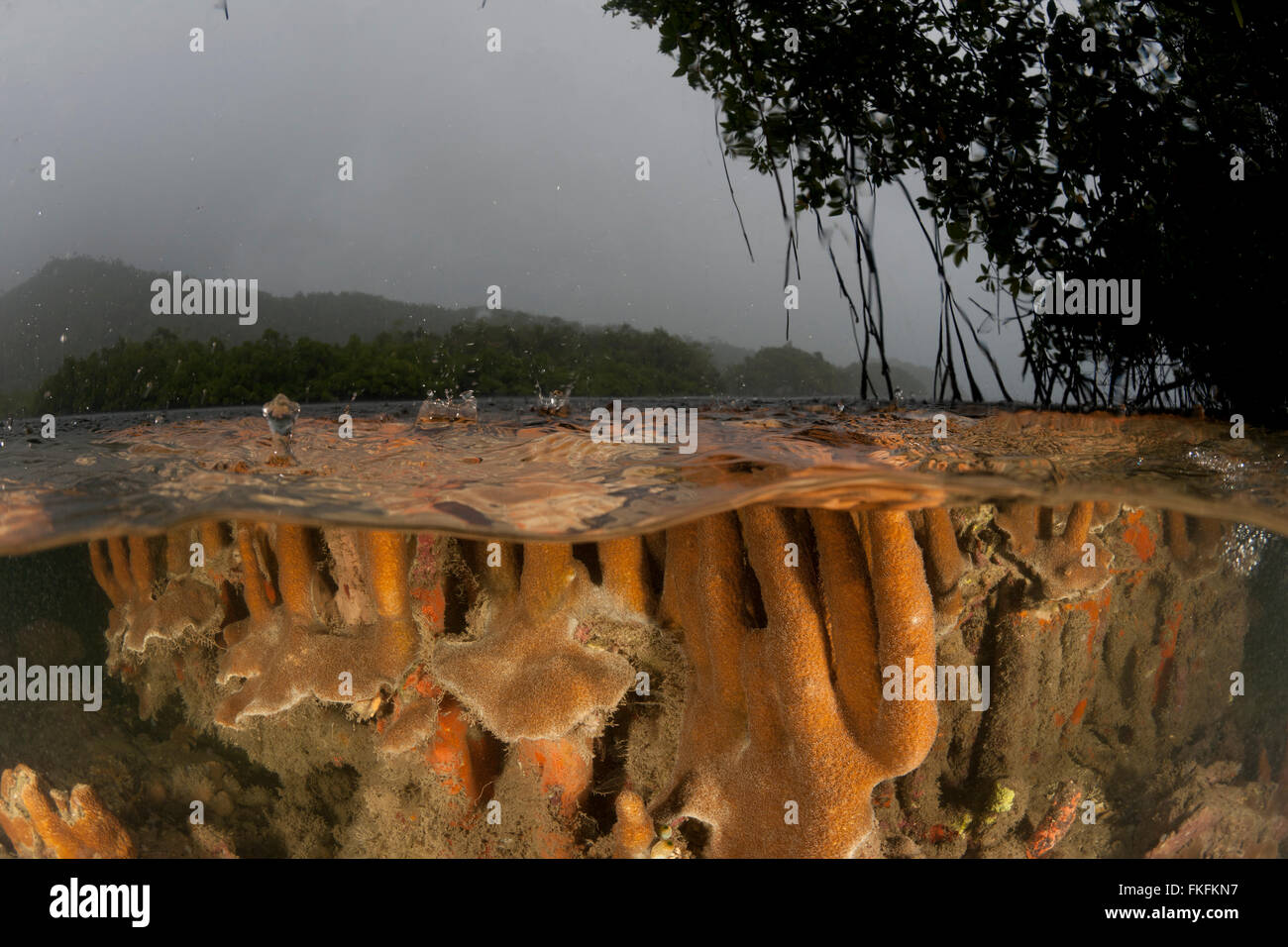 Split level of coral reef in the shallow mangroves. Stock Photo