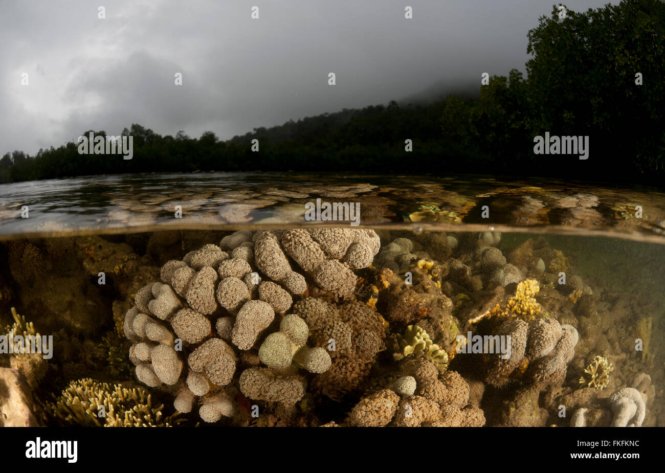Split level of coral reef in the shallows. North Raja Ampat, West Papua, Indonesia Stock Photo
