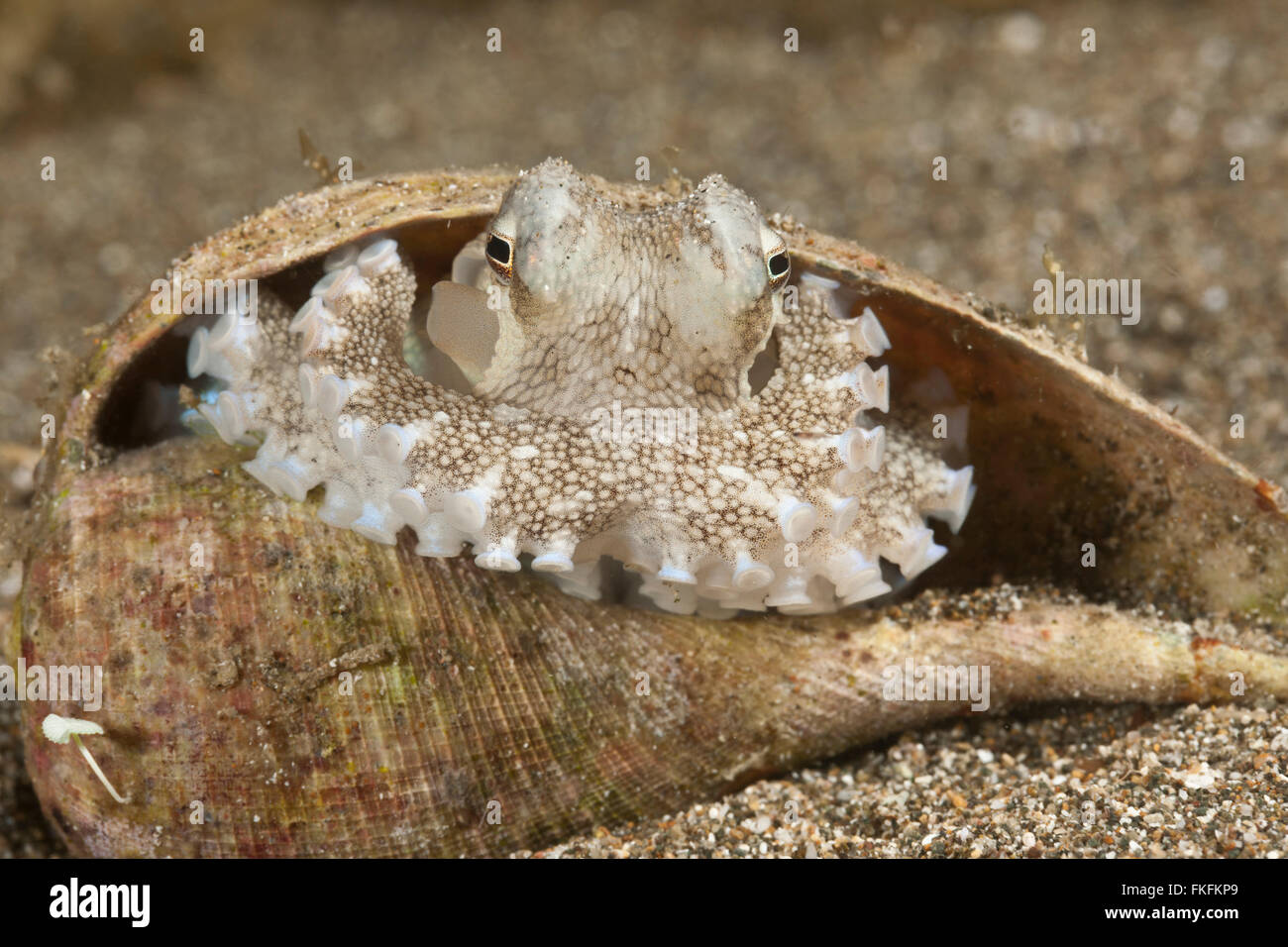 Coconut octopus(Amphioctopus marginatus) inside an empty snail shell. Stock Photo