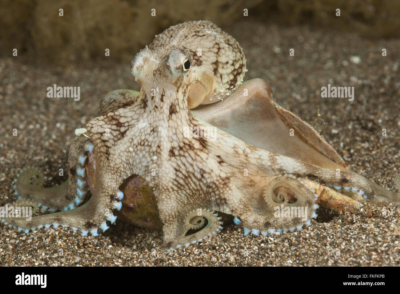 Coconut octopus(Amphioctopus marginatus) inside an empty snail shell