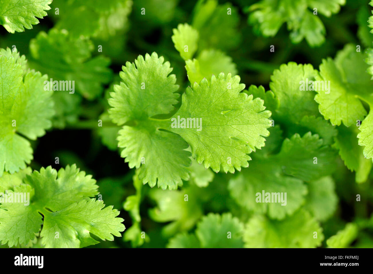 Coriander plants growing, coriandrum sativum, also known as Pak Chee