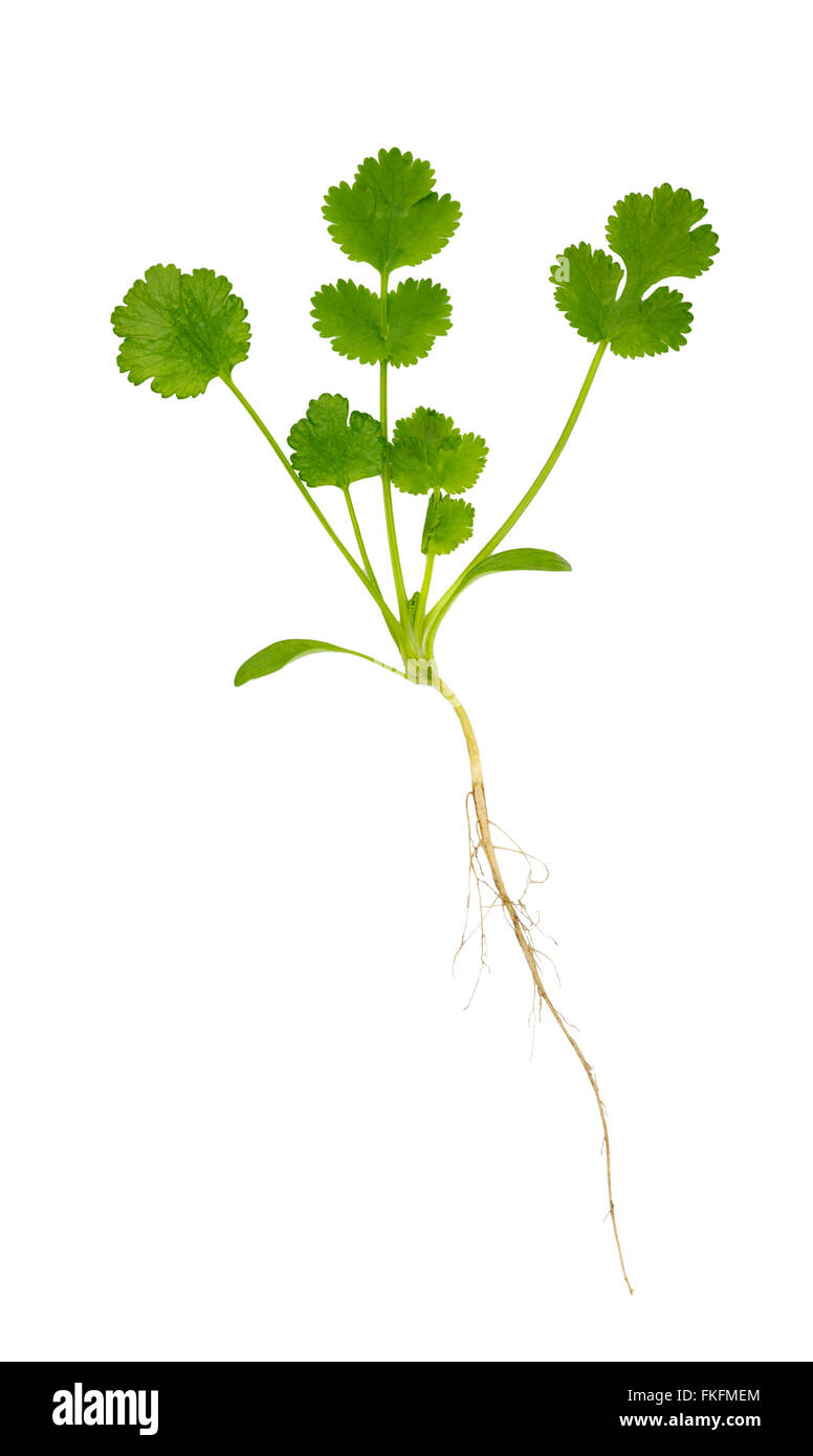 Whole fresh Coriander plant, coriandrum sativum, also called pak chee