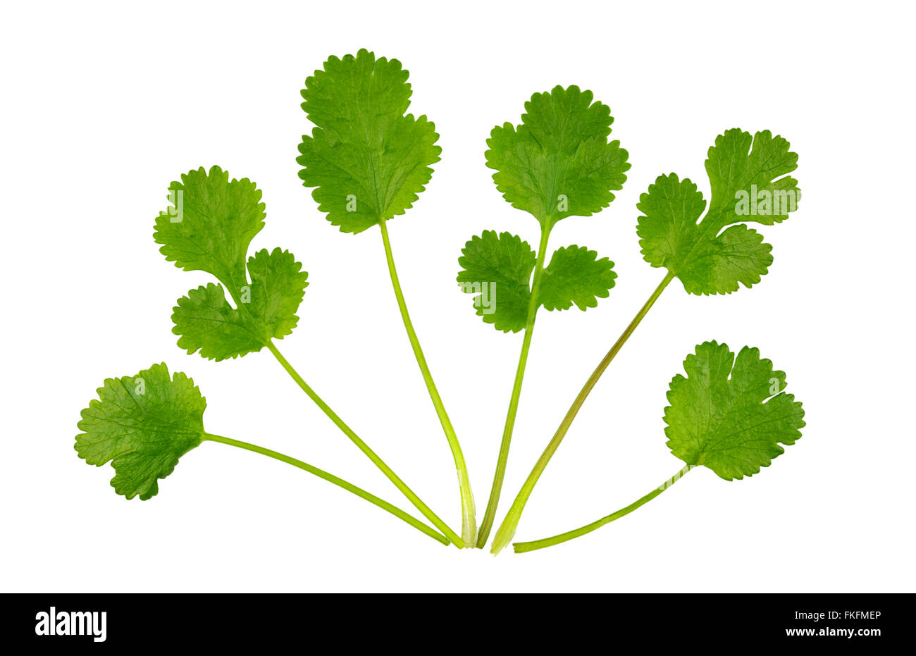 Corriander leaf Cut Out Stock Images & Pictures Alamy