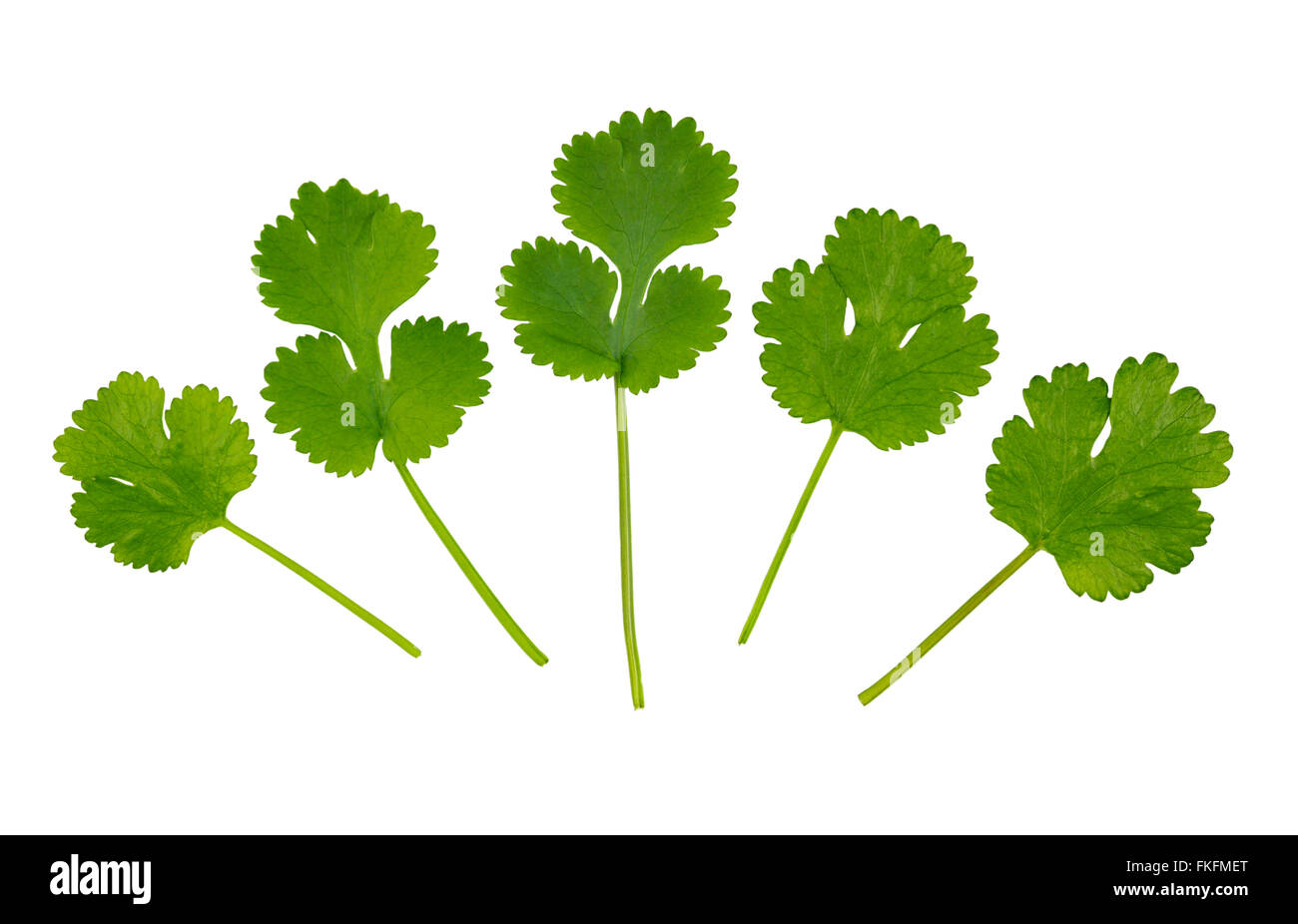 Fresh Coriander leaves, coriandrum sativum, also called pak chee