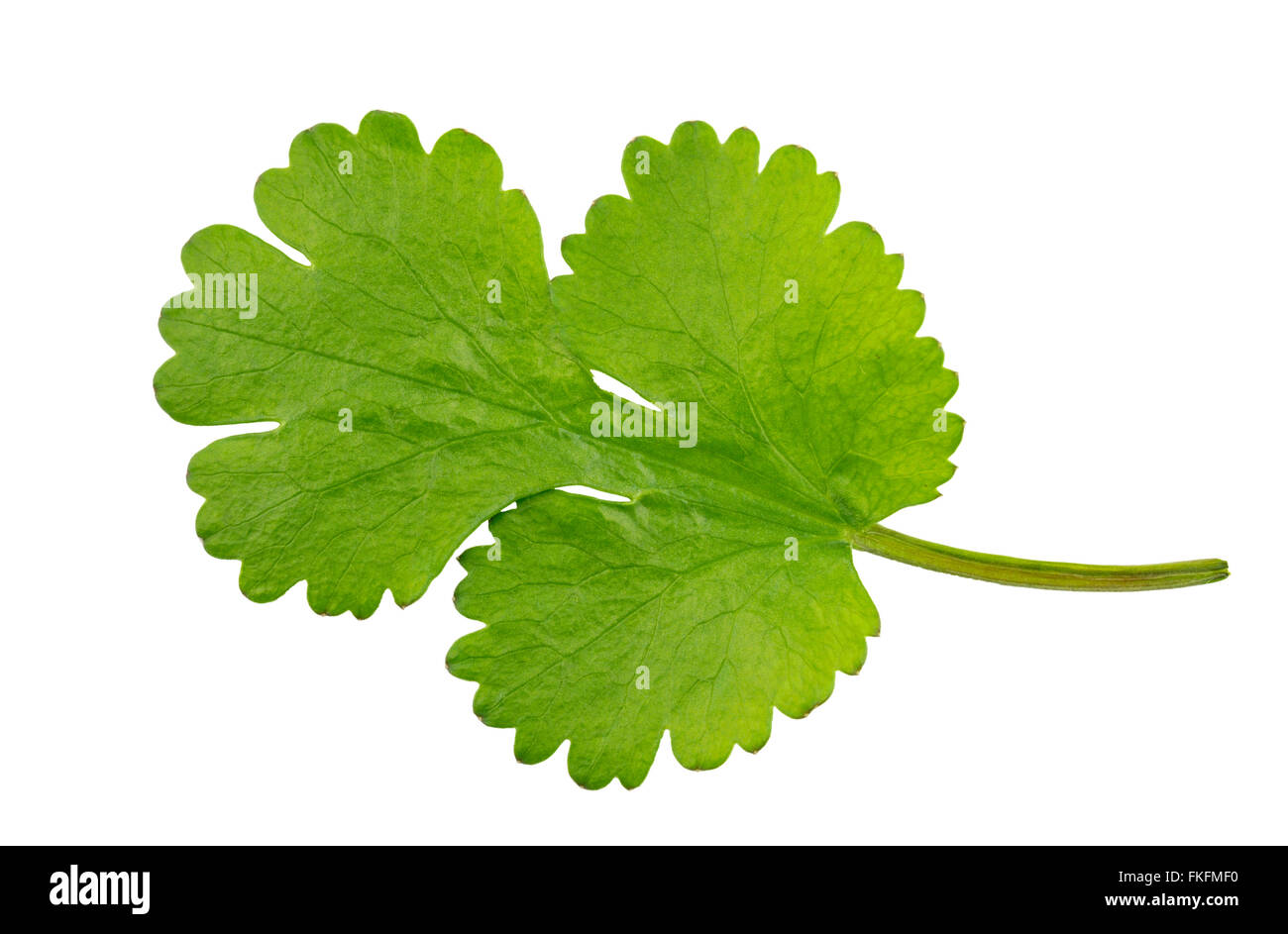 Fresh Coriander leaf, coriandrum sativum, also called pak chee